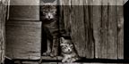 Pretty Pictures